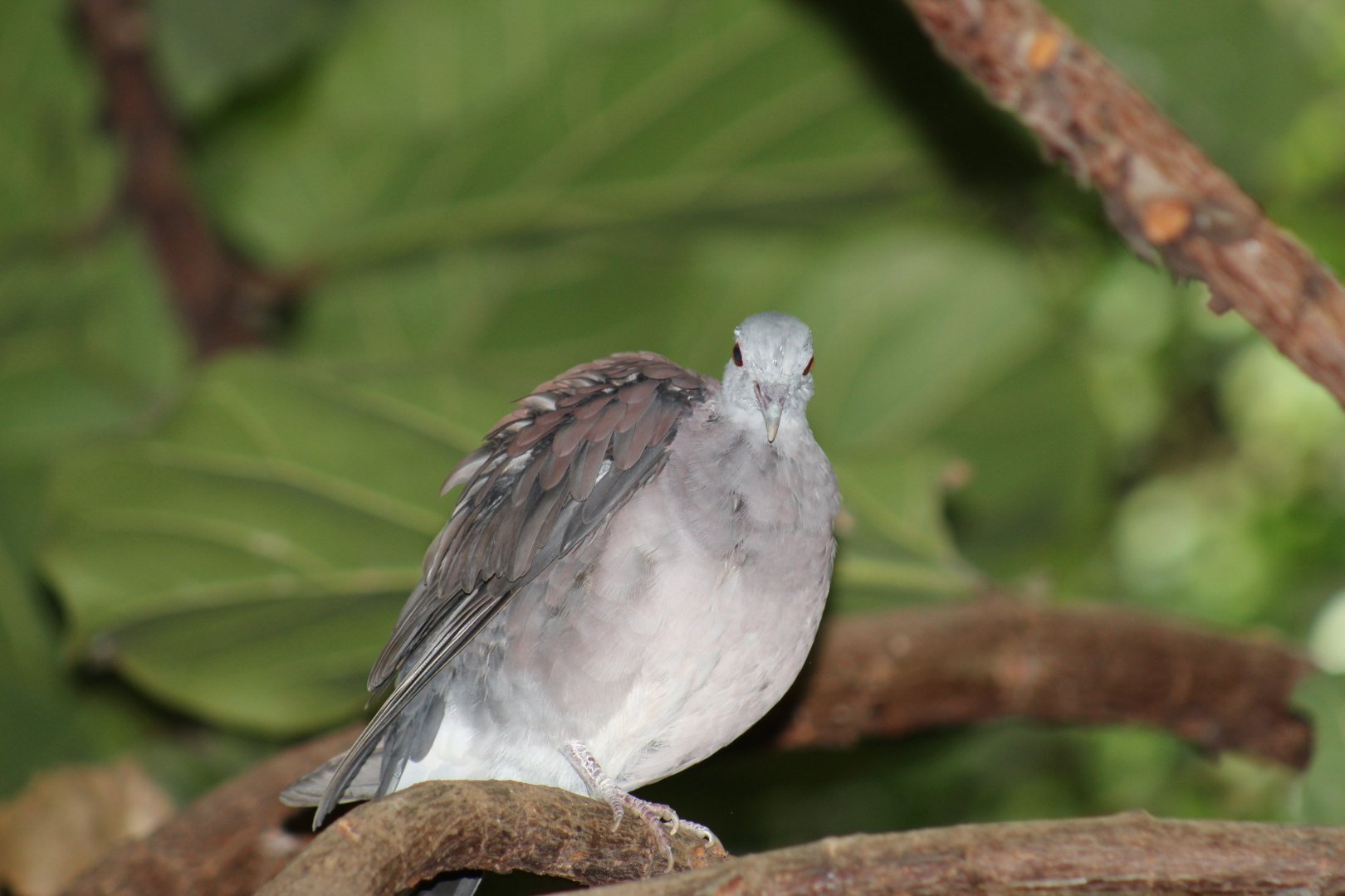 Malagasy Turtle-Dove