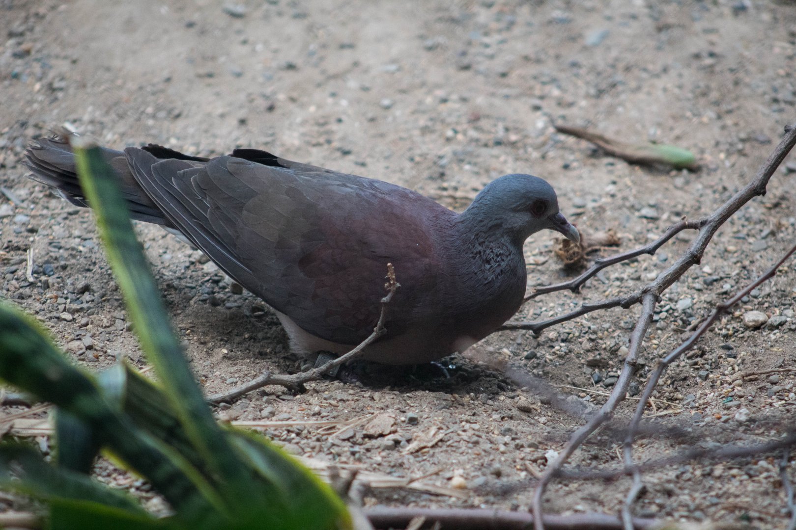 Malagasy turtle dove