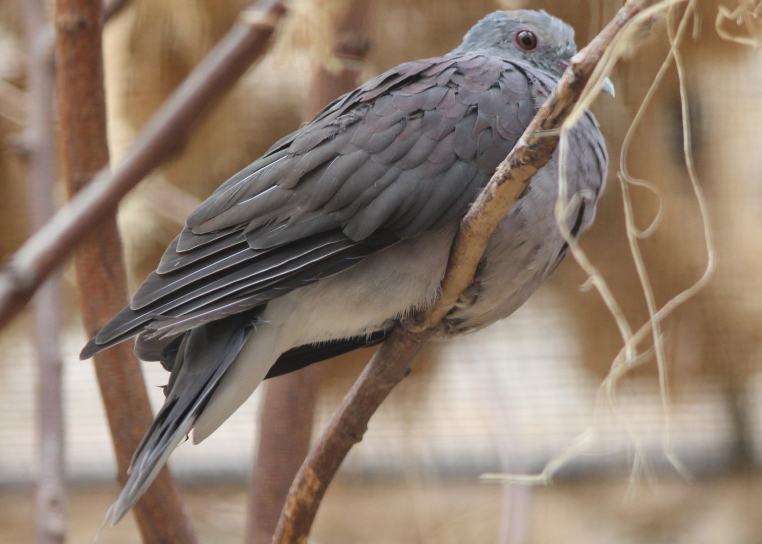 Malagasy turtle dove