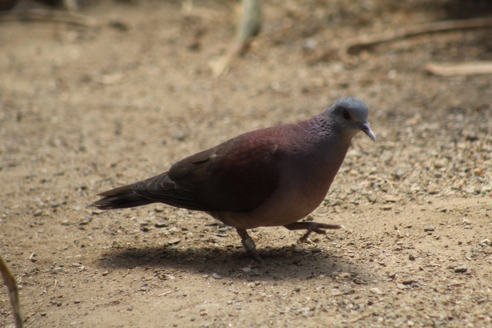 Malagasy Turtle-Dove