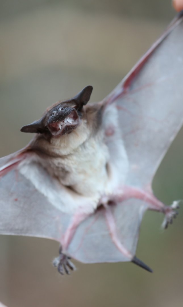 Malagasy white-bellied free-tailed bat (Mops leucostigma)