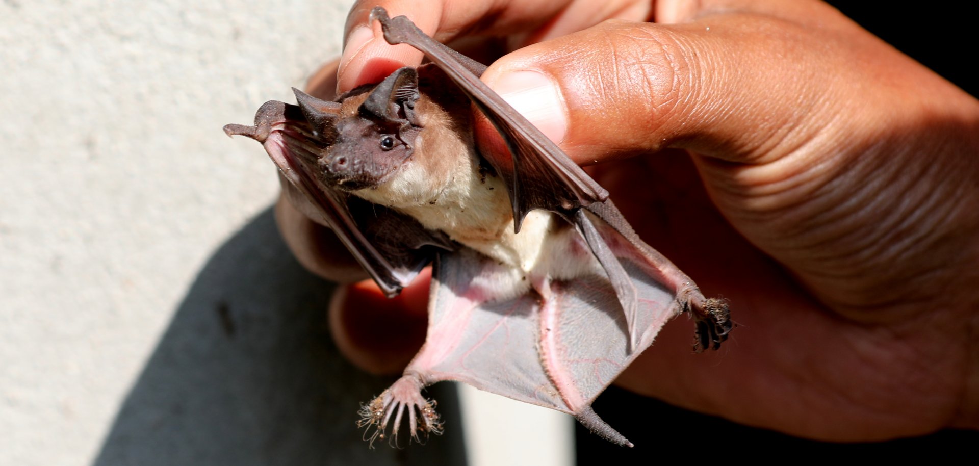 Malagasy white-bellied free-tailed bat (Mops leucostigma)