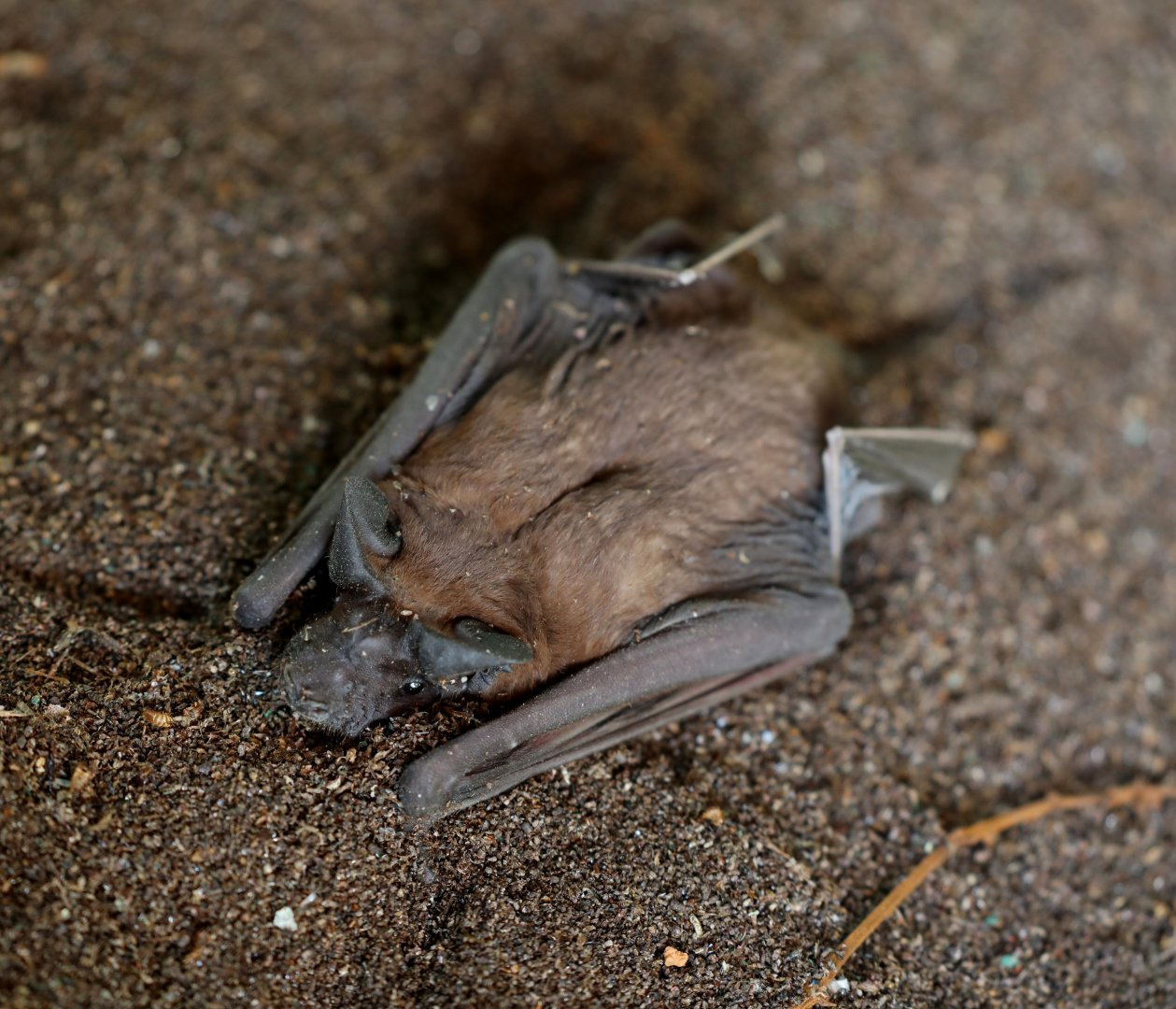 Malagasy white-bellied free-tailed bat (Mops leucostigma)