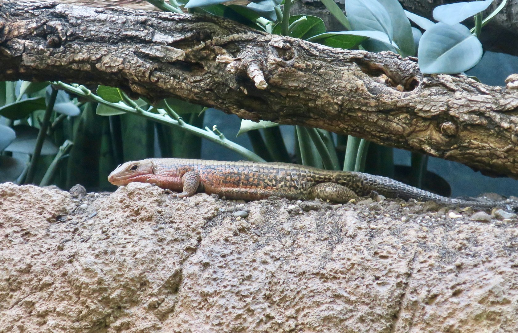 Malagasy Zonosaur (Zonosaurus madagascariensis)