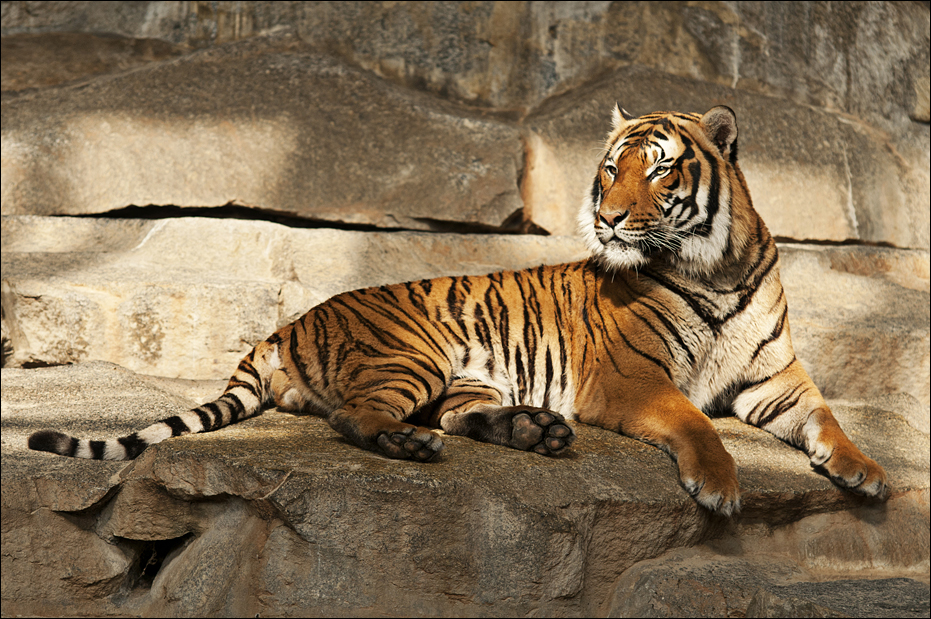 Malaian tiger at Tierpark Berlin