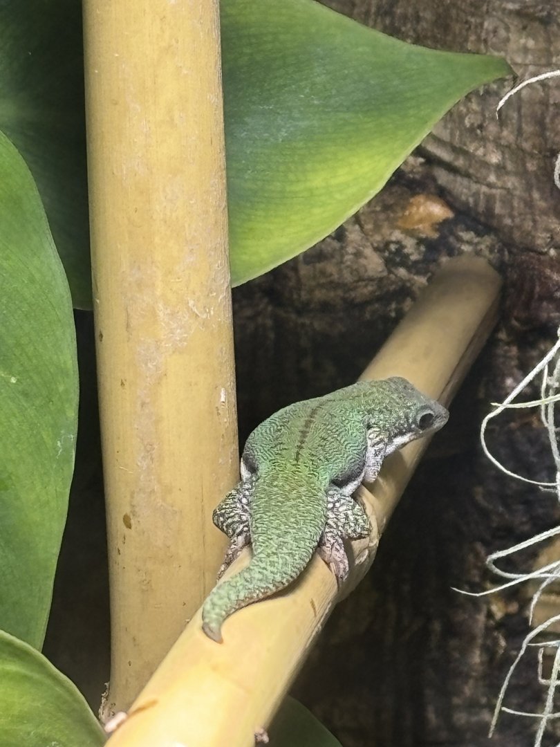 Malamakibo Day Gecko (Phelsuma malamakibo)