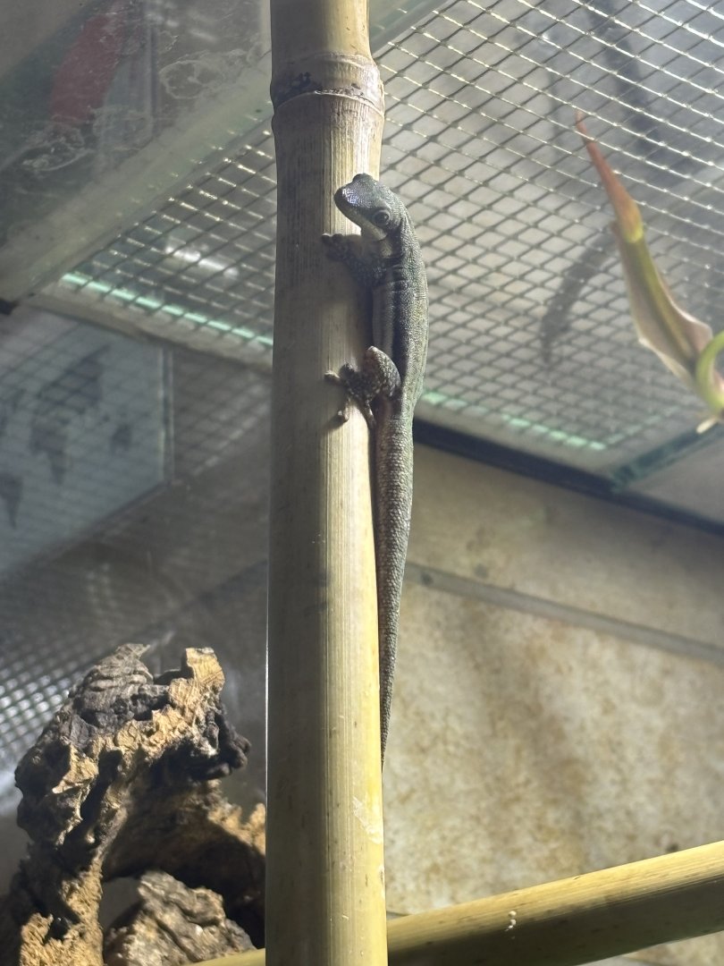 Malamakibo Day Gecko (Phelsuma malamakibo)
