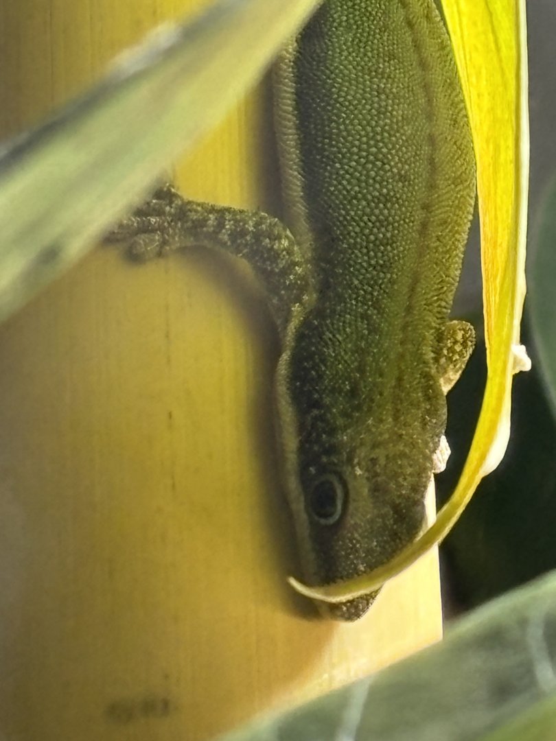 Malamakibo Day Gecko (Phelsuma malamakibo)