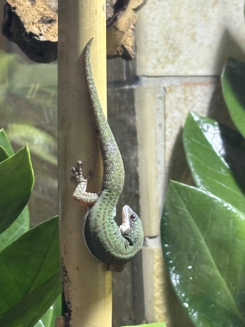 Malamakibo Day Gecko (Phelsuma malamakibo)