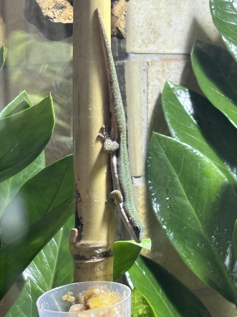 Malamakibo Day Gecko (Phelsuma malamakibo)