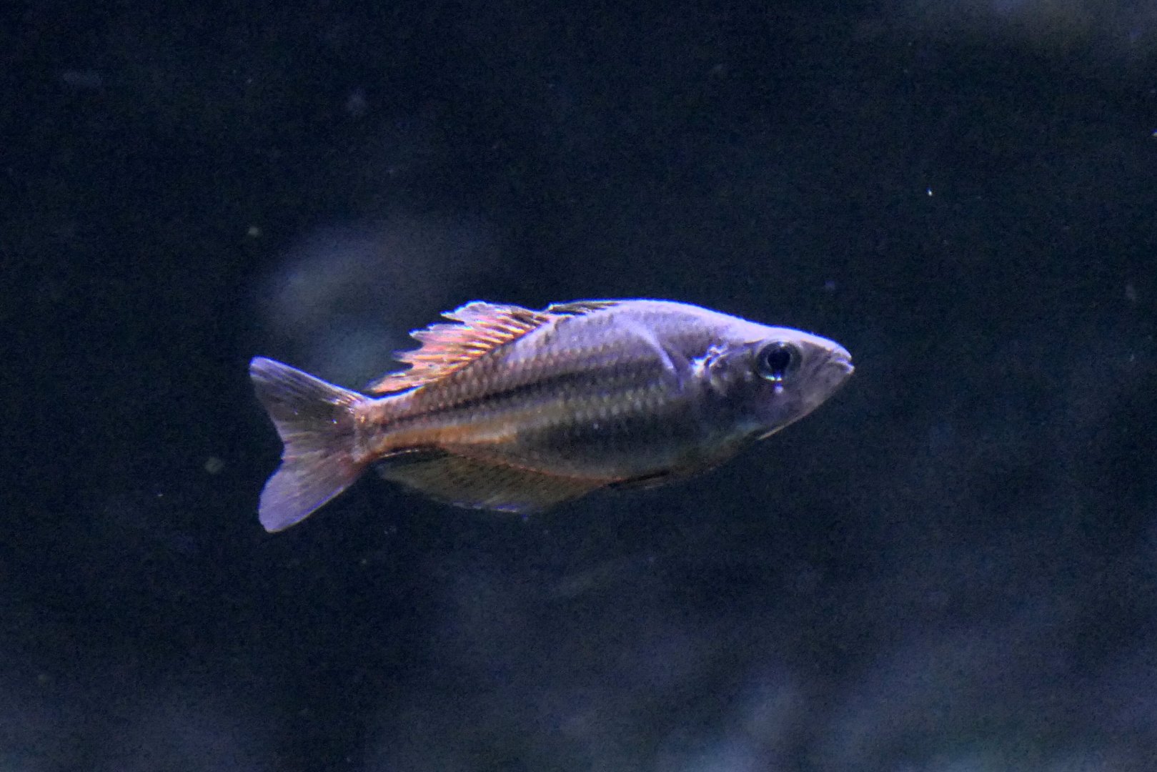 Malanda Gold x Eastern Rainbow (Melanotaenia sp. 'Malanda' x splendida)