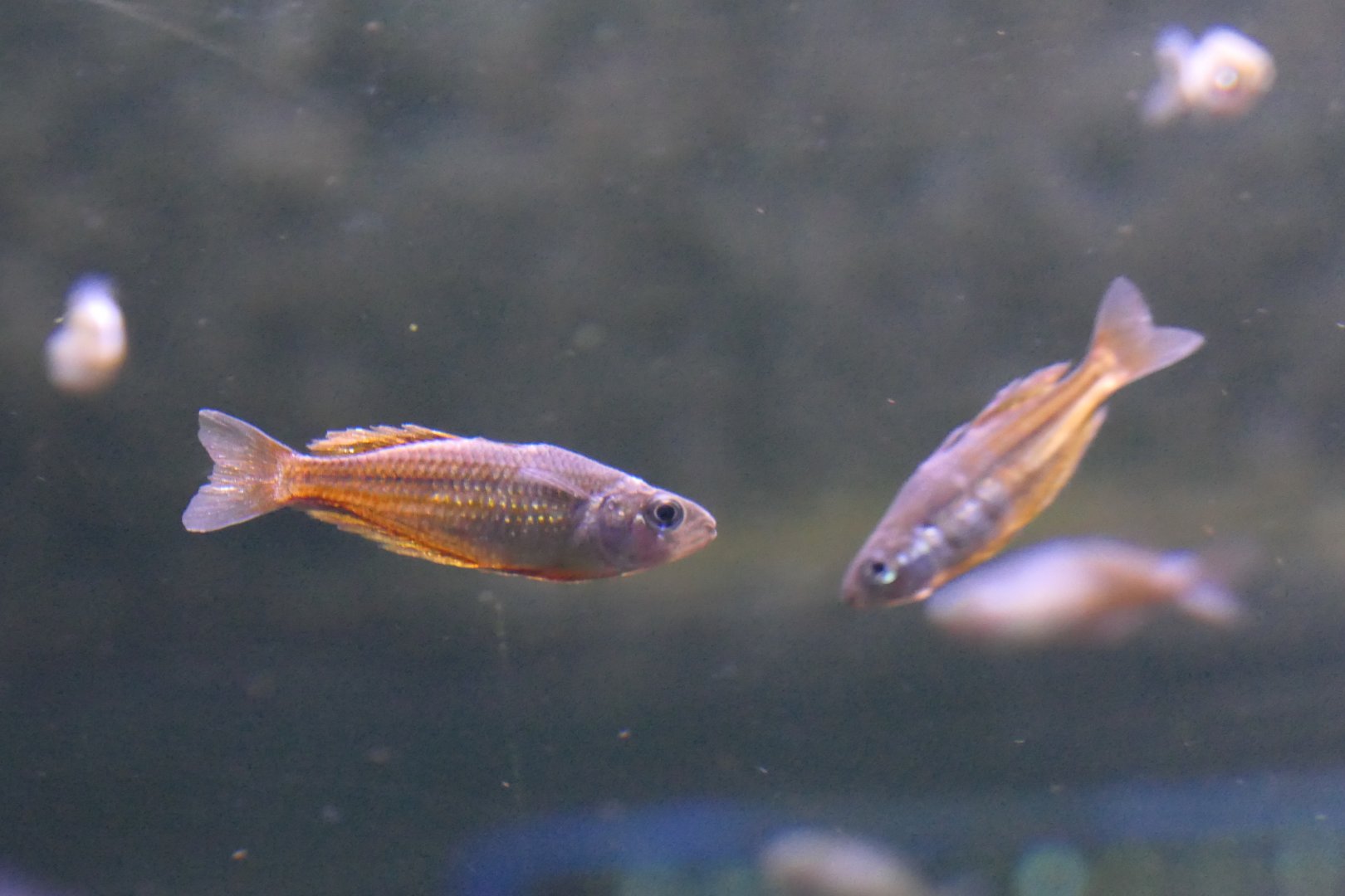 Malanda Gold x Eastern Rainbow (Melanotaenia sp. 'Malanda' x splendida)