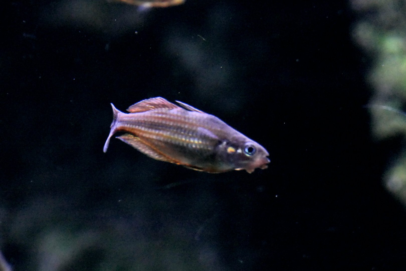 Malanda Gold x Eastern Rainbow (Melanotaenia sp. 'Malanda' x splendida)