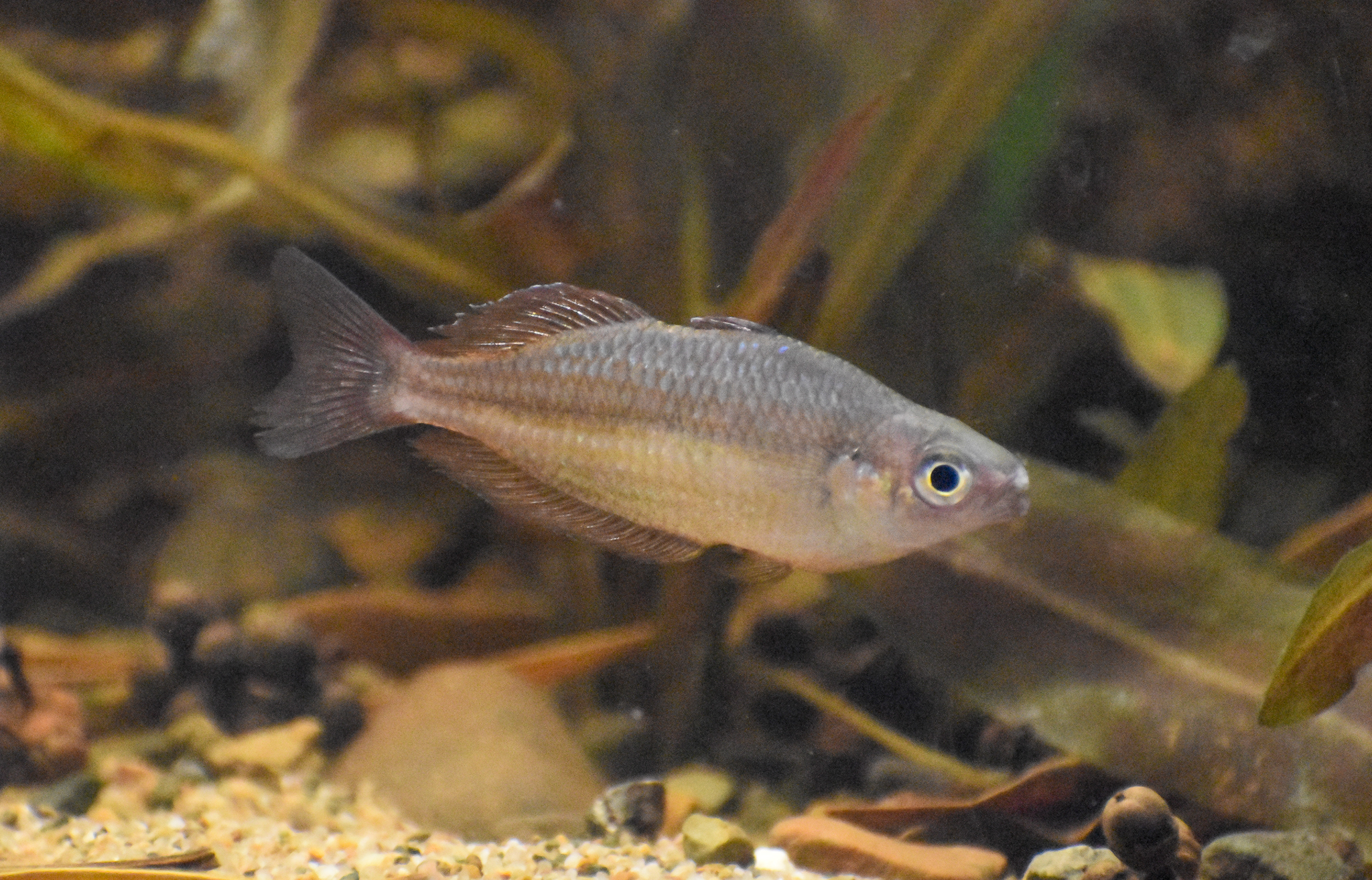 Malanda Rainbowfish