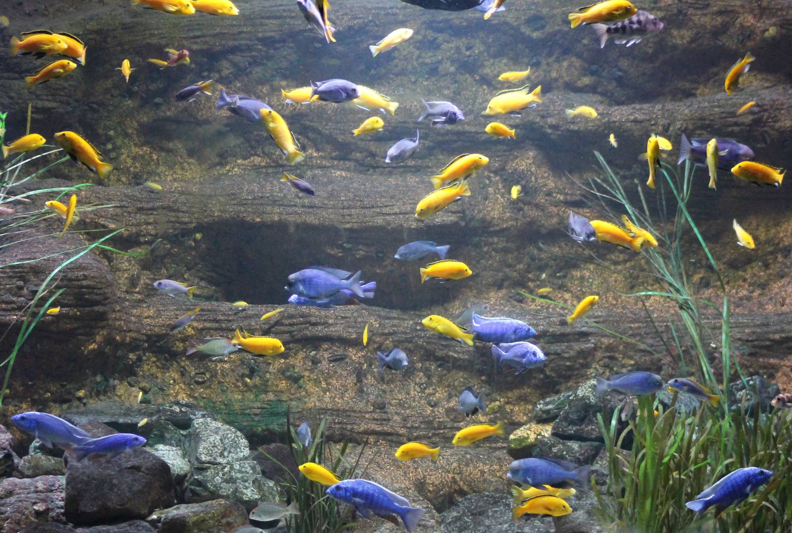 Malawi aquarium