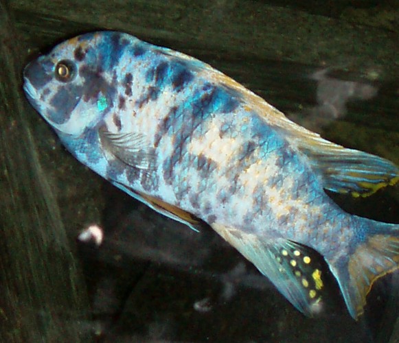 Malawi Blue Cichlid (Pseudotropheus zebra)