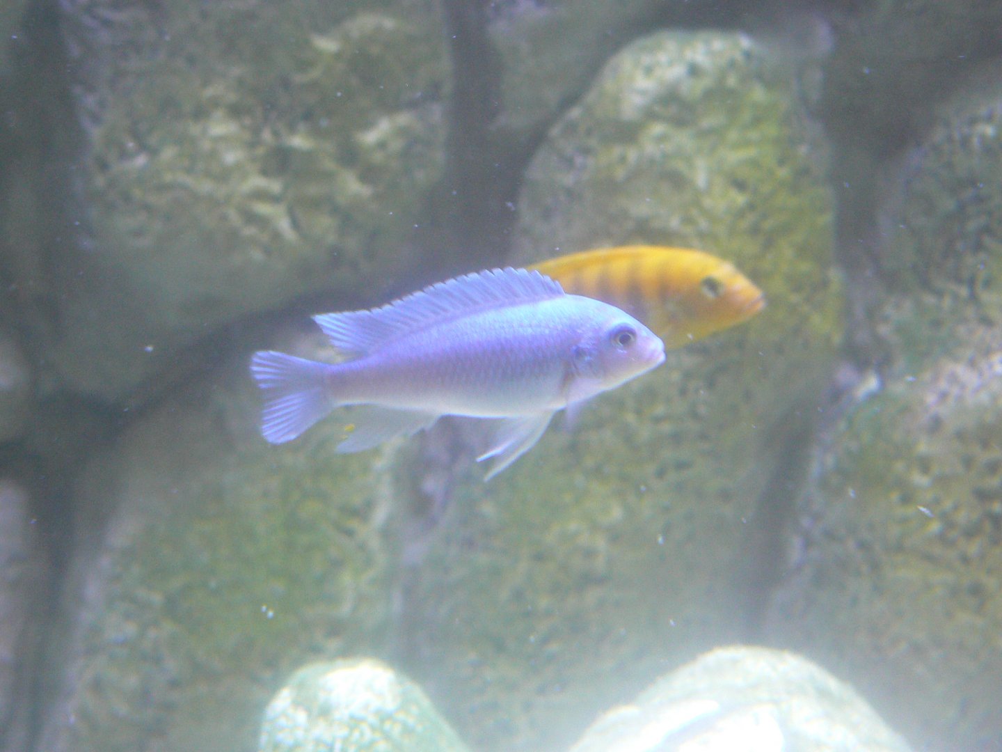 Malawi Cichlid - 27 July 2017