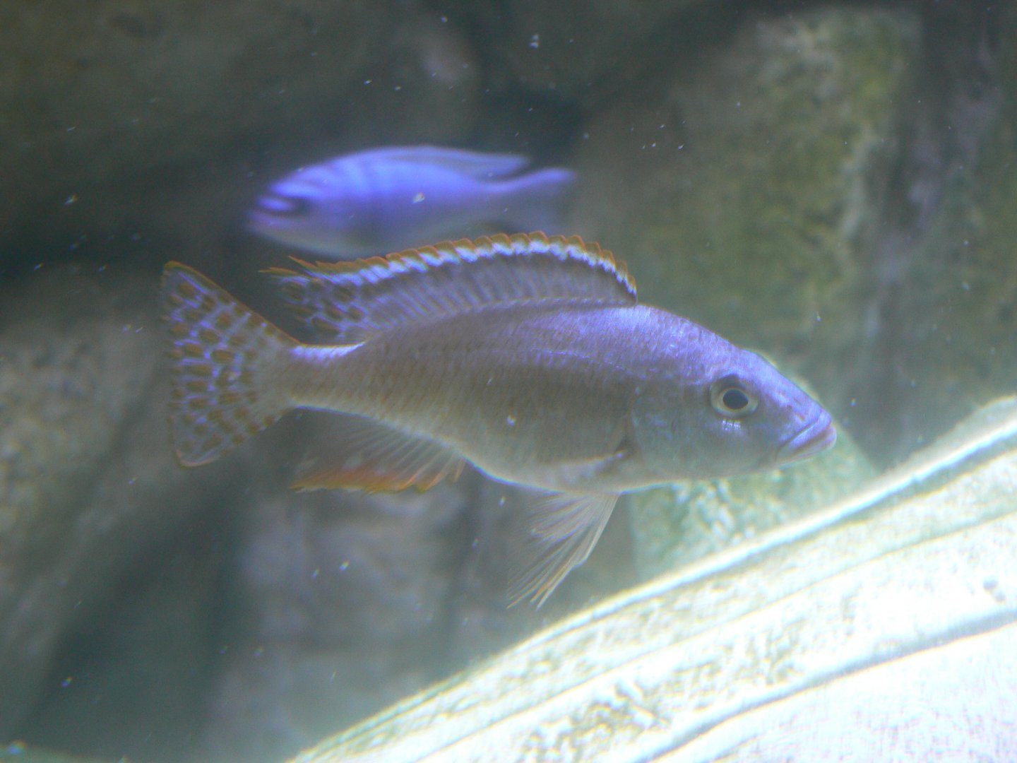 Malawi Cichlid - 27 July 2017