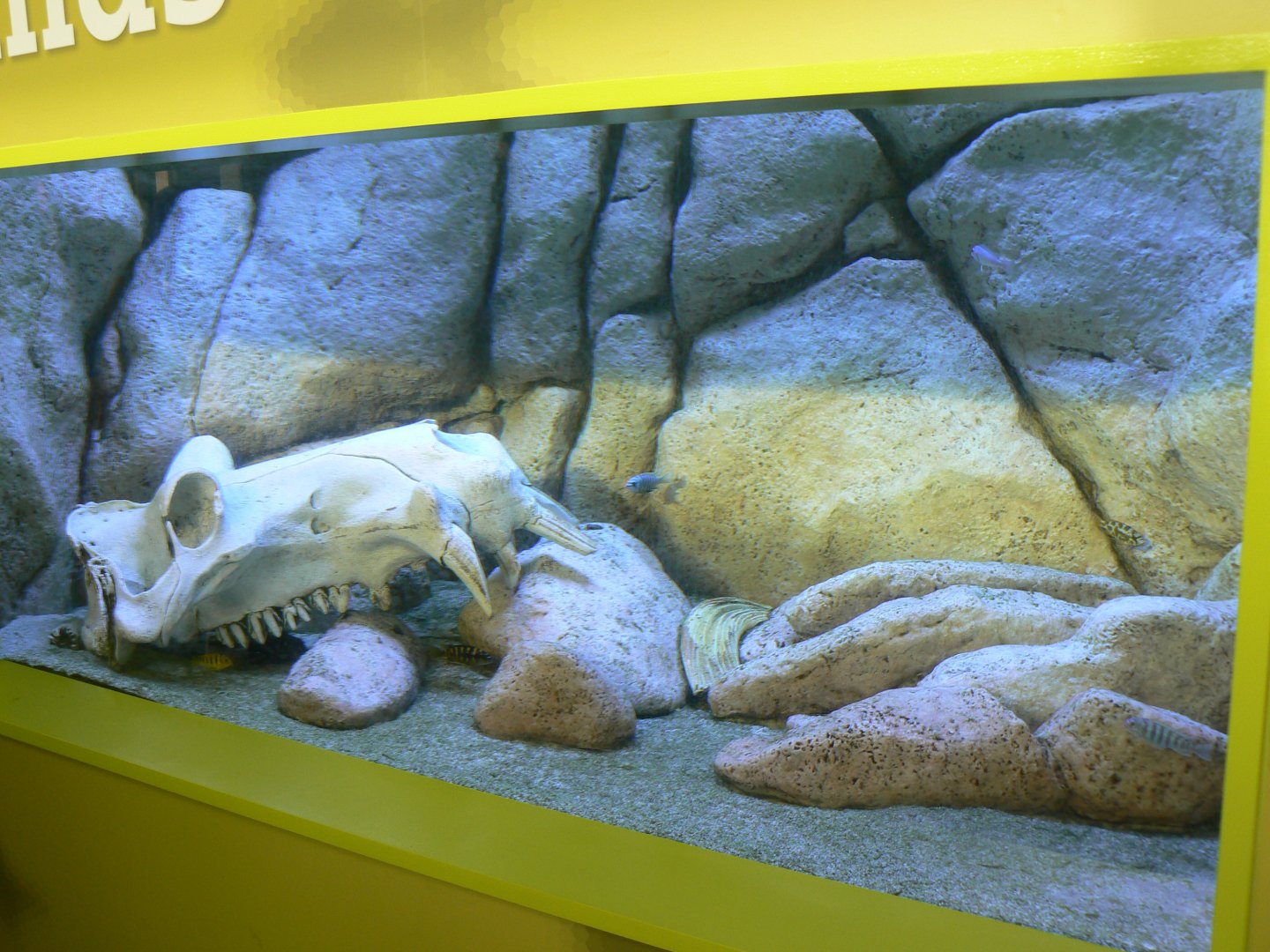 Malawi Cichlid Aquarium - 25 October 2016, Askham Bryan Wildlife and Conservation Park