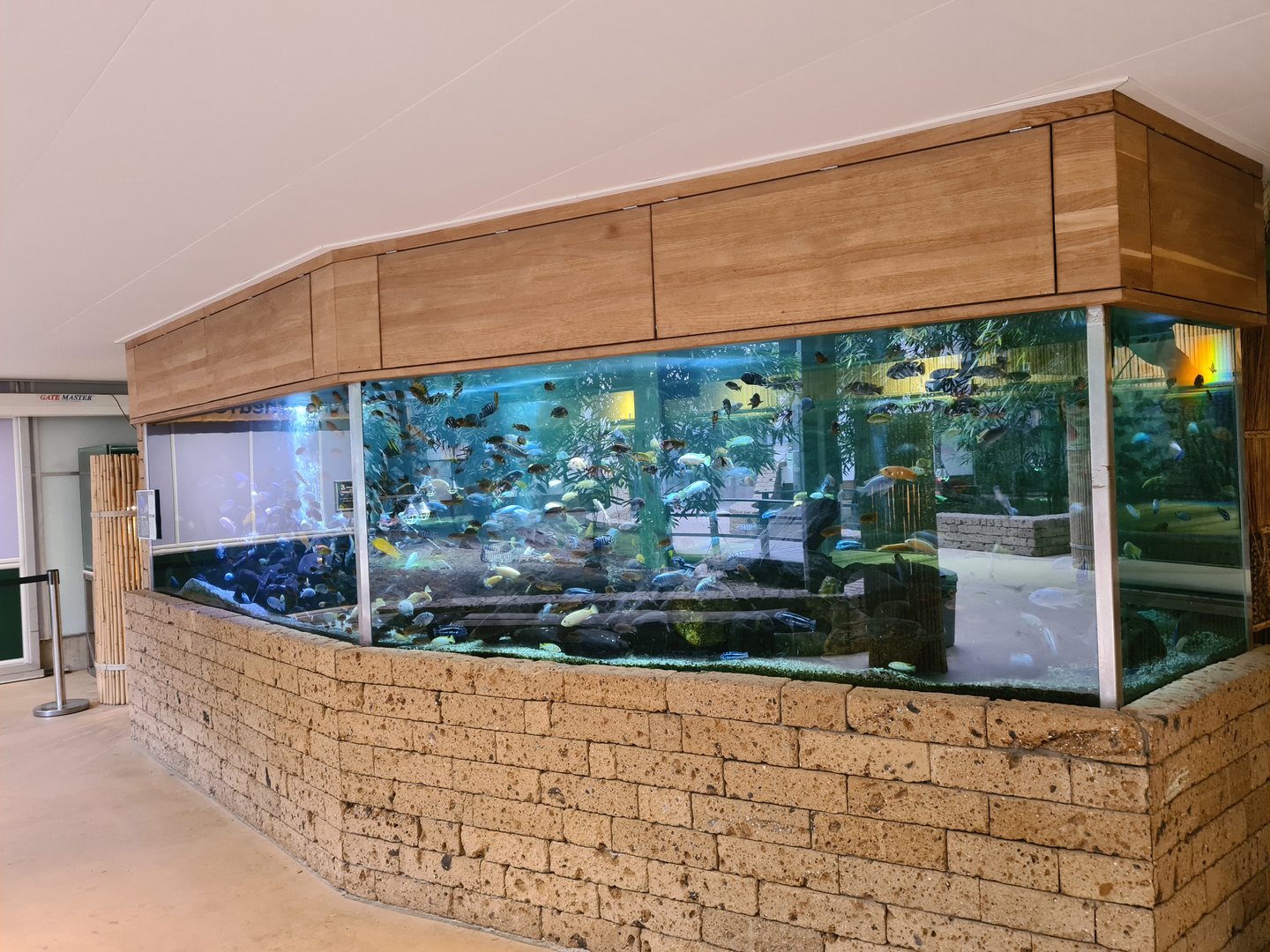 Malawi cichlid aquarium