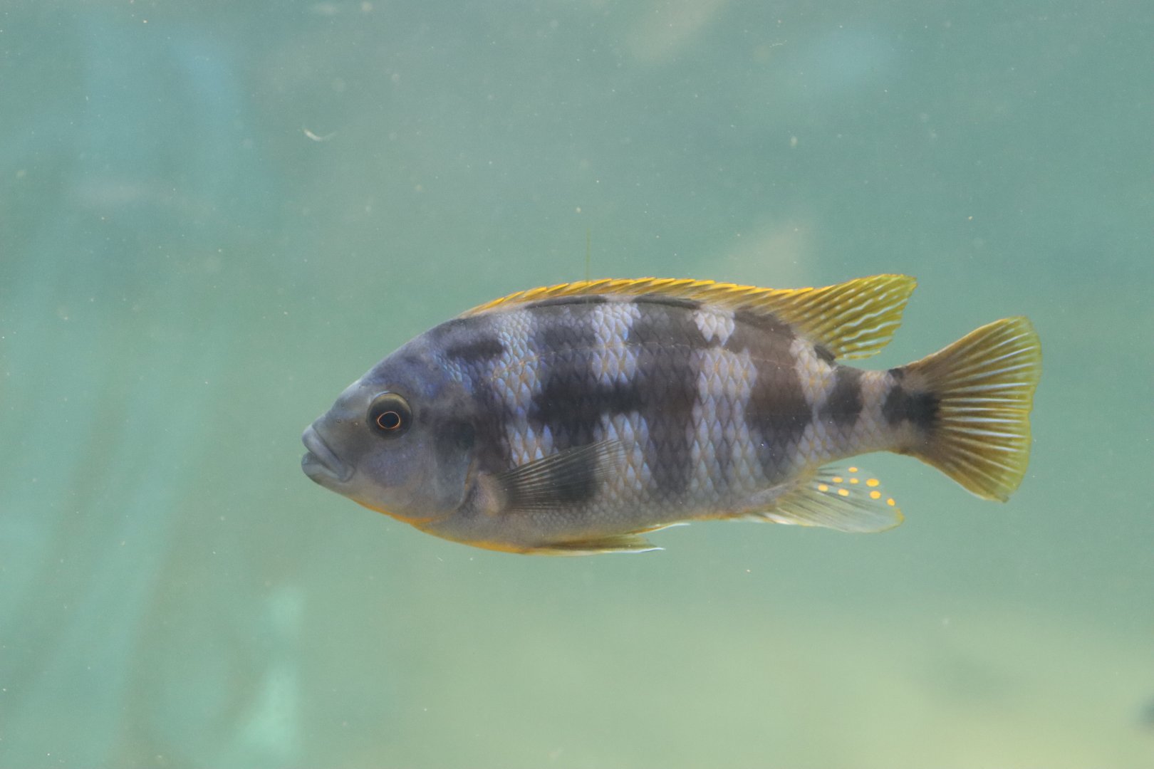 Malawi Cichlid ID (Petrotilapia)