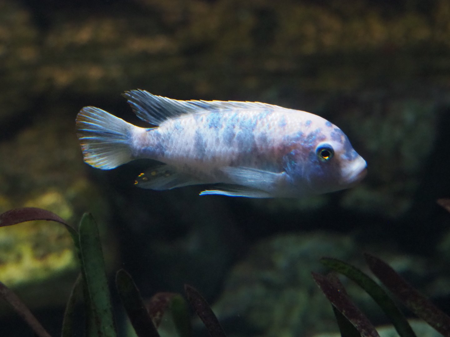 Malawi cichlid ID - Zoo Antwerpen, 2019-04-20