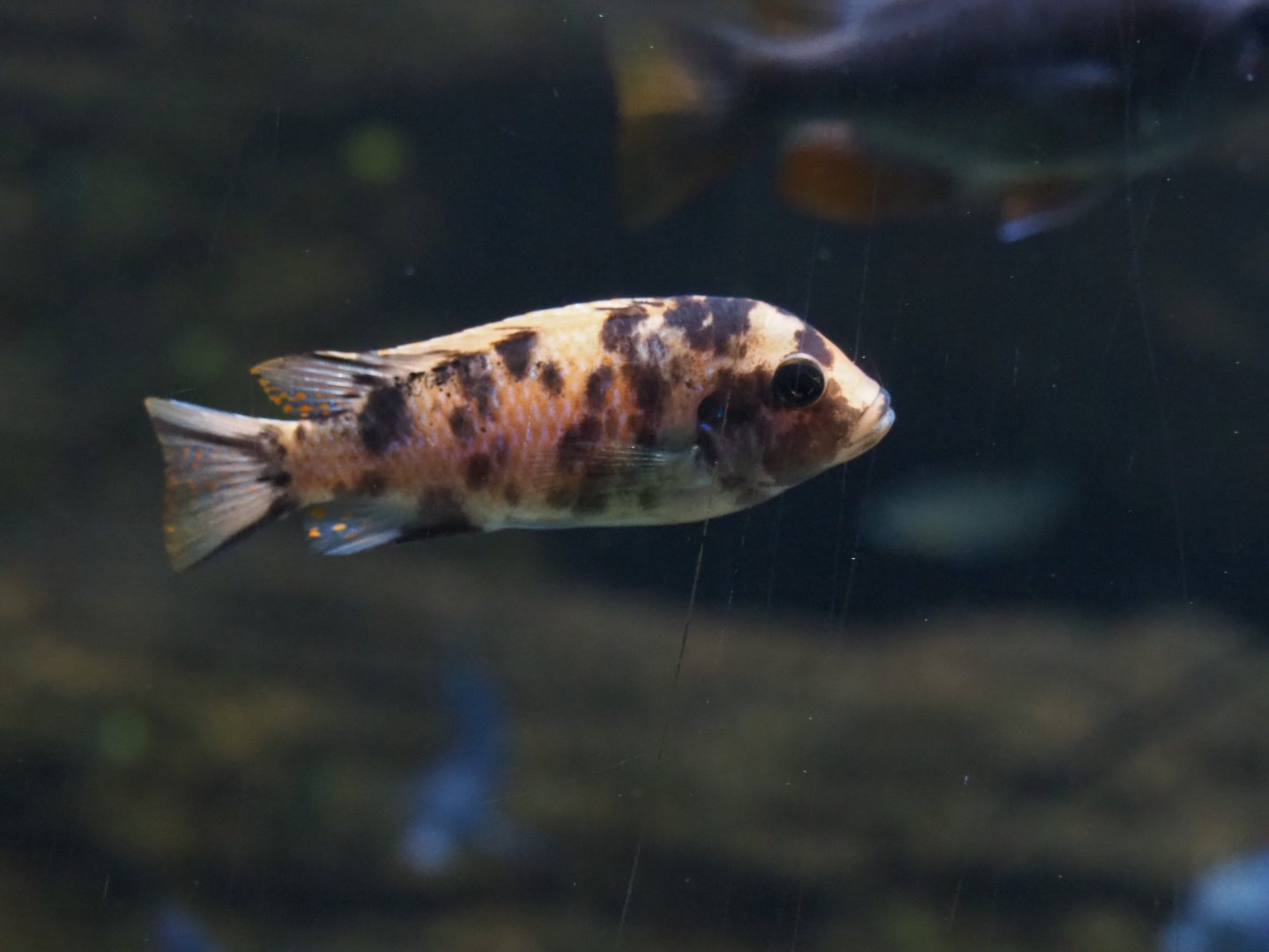 Malawi cichlid ID - Zoo Antwerpen, 2019-04-20