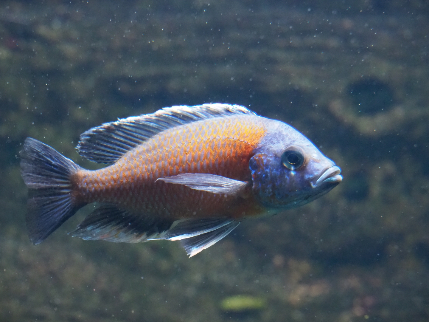 Malawi cichlid ID - Zoo Antwerpen aquarium (2)