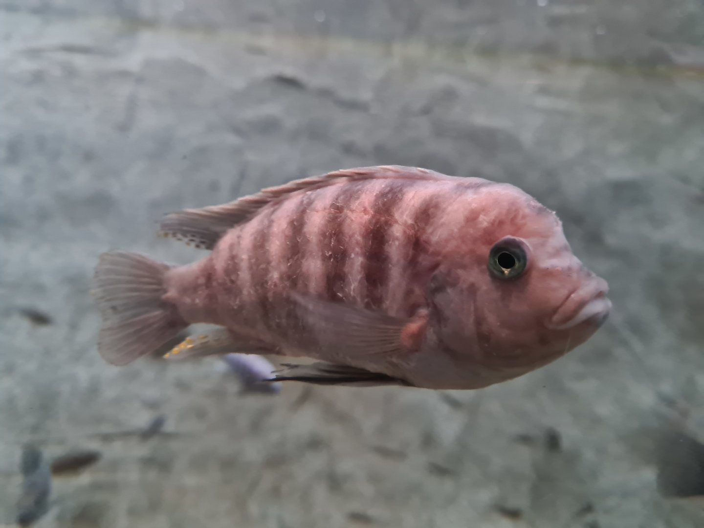 Malawi cichlid ID