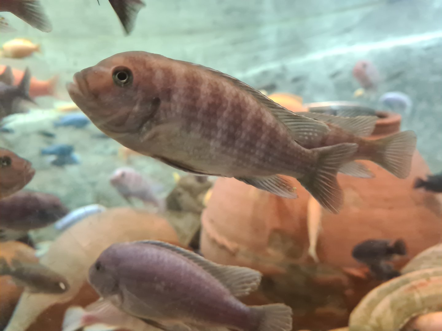 Malawi cichlid ID