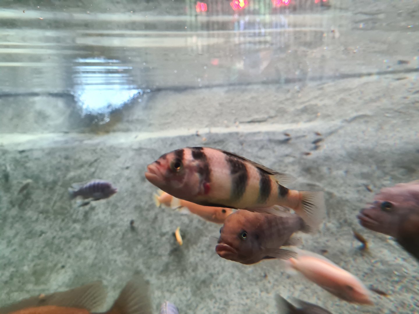 Malawi cichlid ID