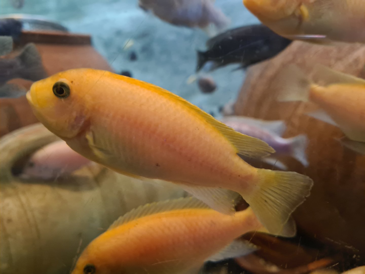Malawi cichlid ID