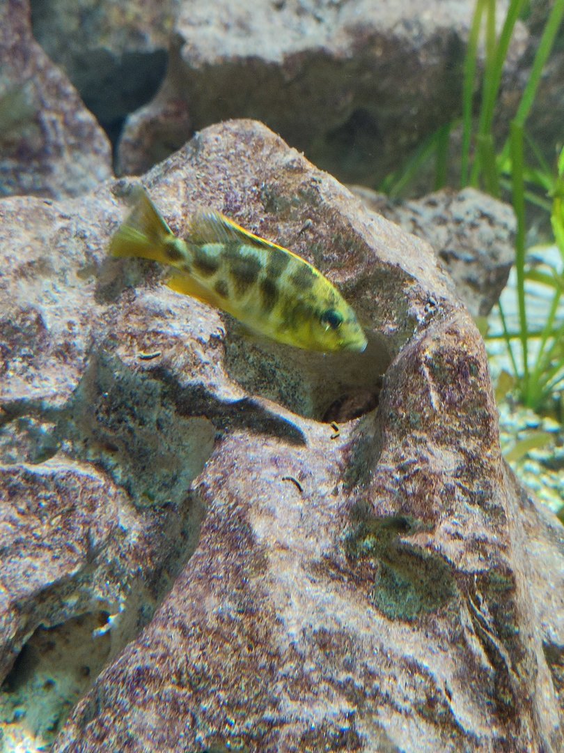 Malawi cichlid ID?