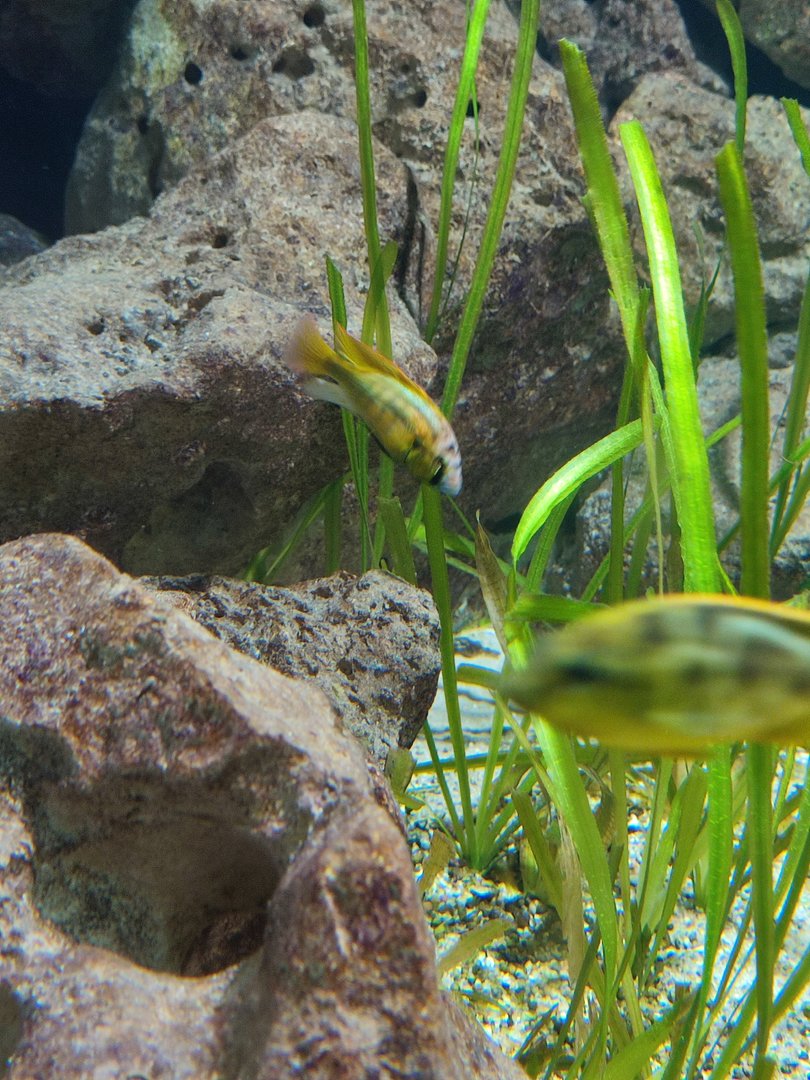 Malawi cichlid ID?