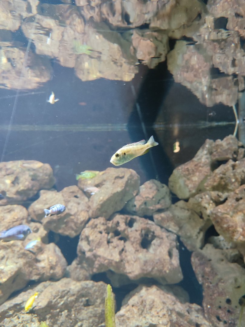 Malawi cichlid ID?