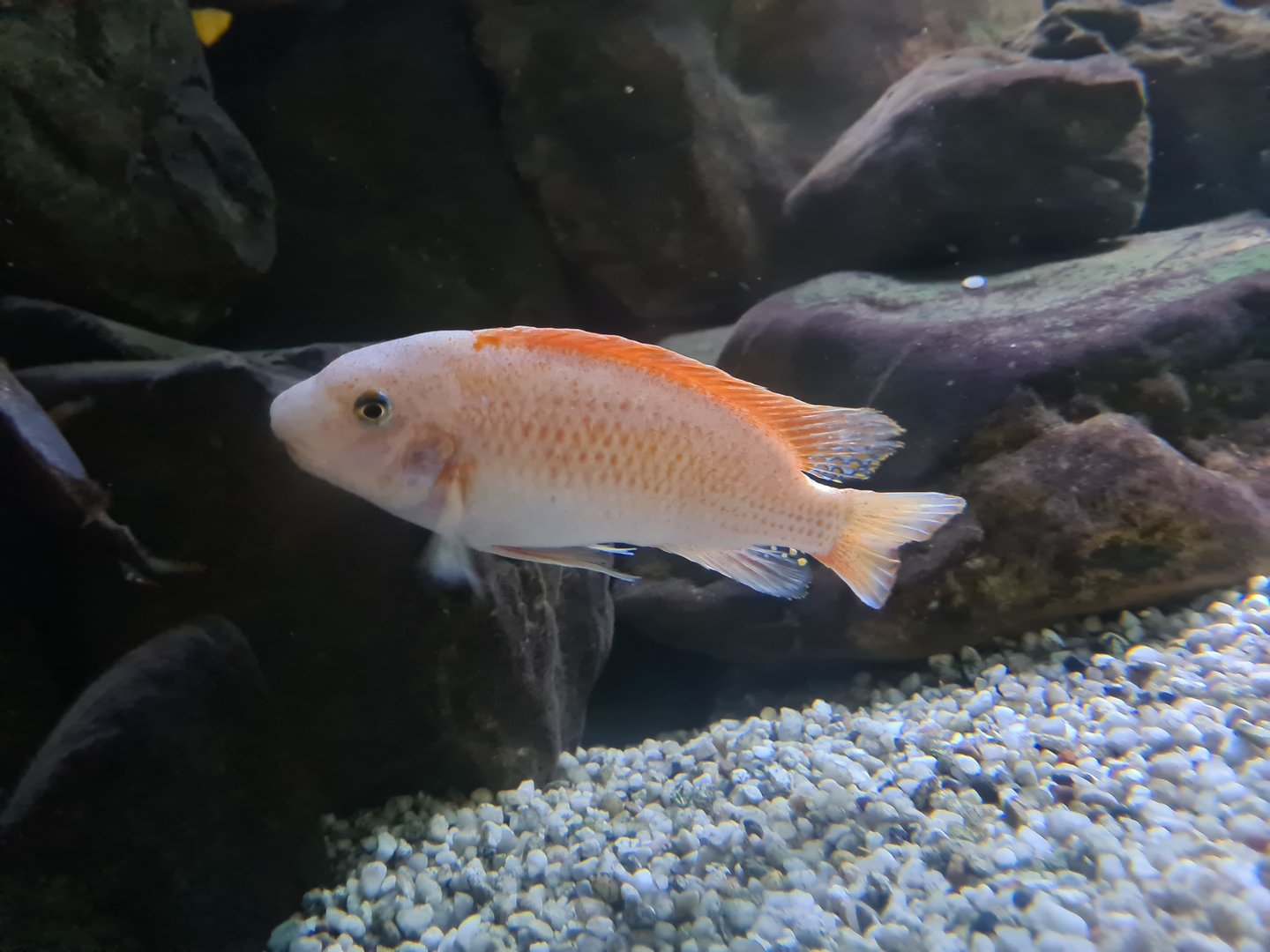 Malawi cichlid (ID?)