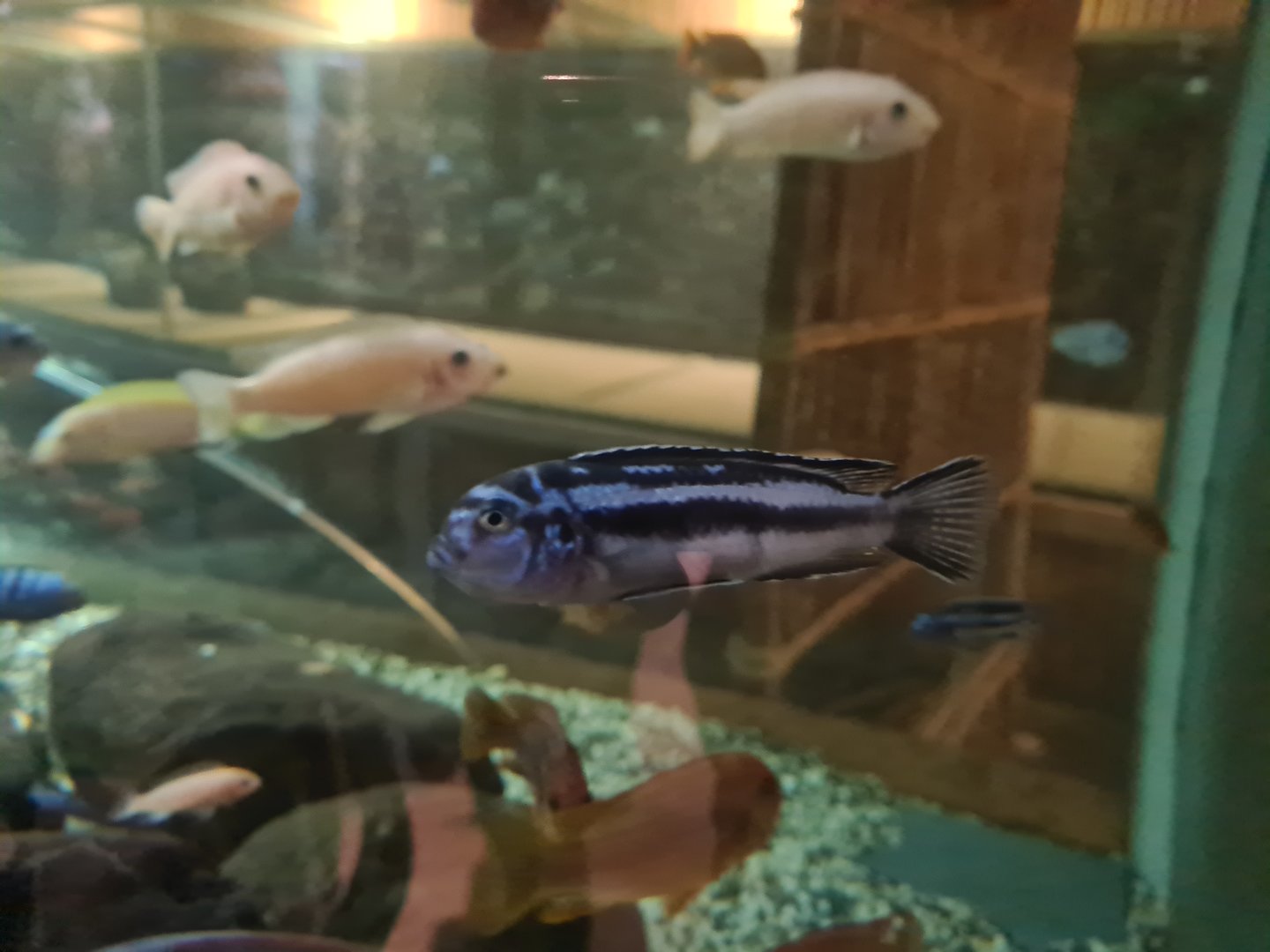 Malawi cichlid (ID?)