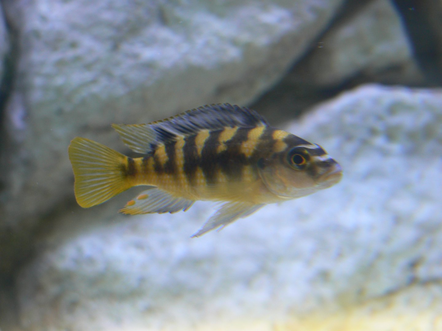 Malawi Cichlid Sp. - 25 October 2016, Askham Bryan Wildlife and Conservation Park