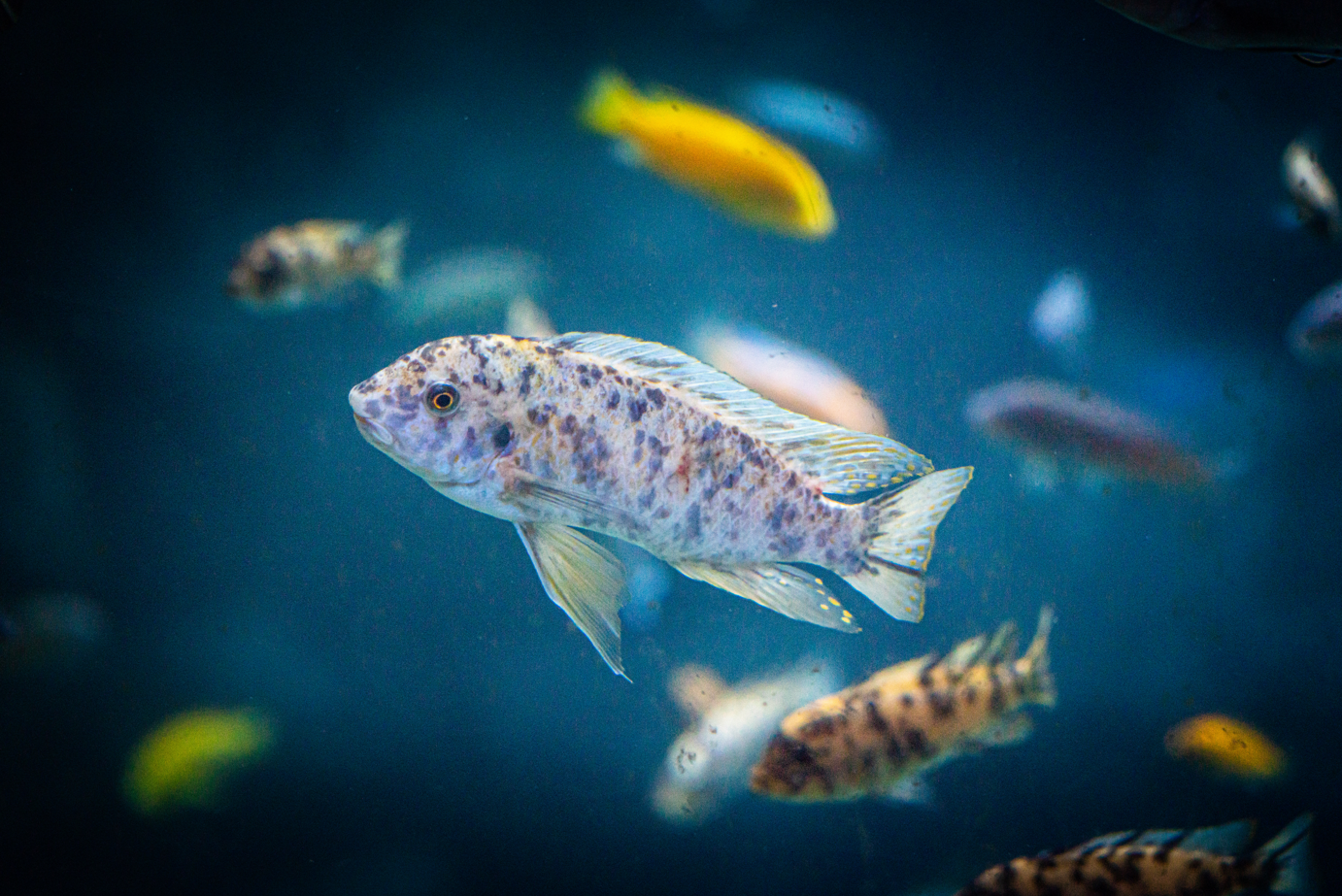 Malawi Cichlid species ID?