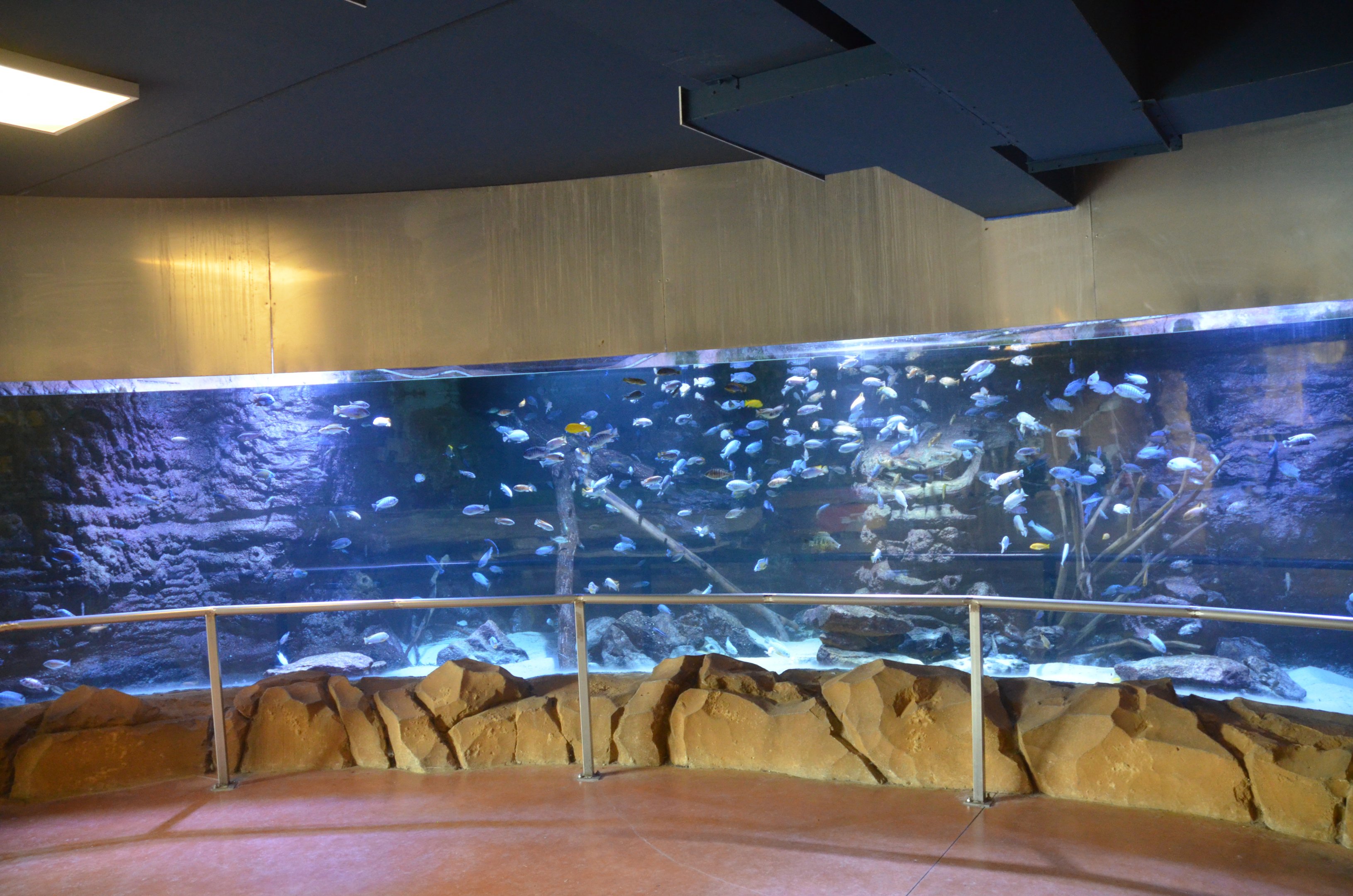 Malawi Cichlid Tank in Hippo Viewing Area at Beauval, 12/06/18