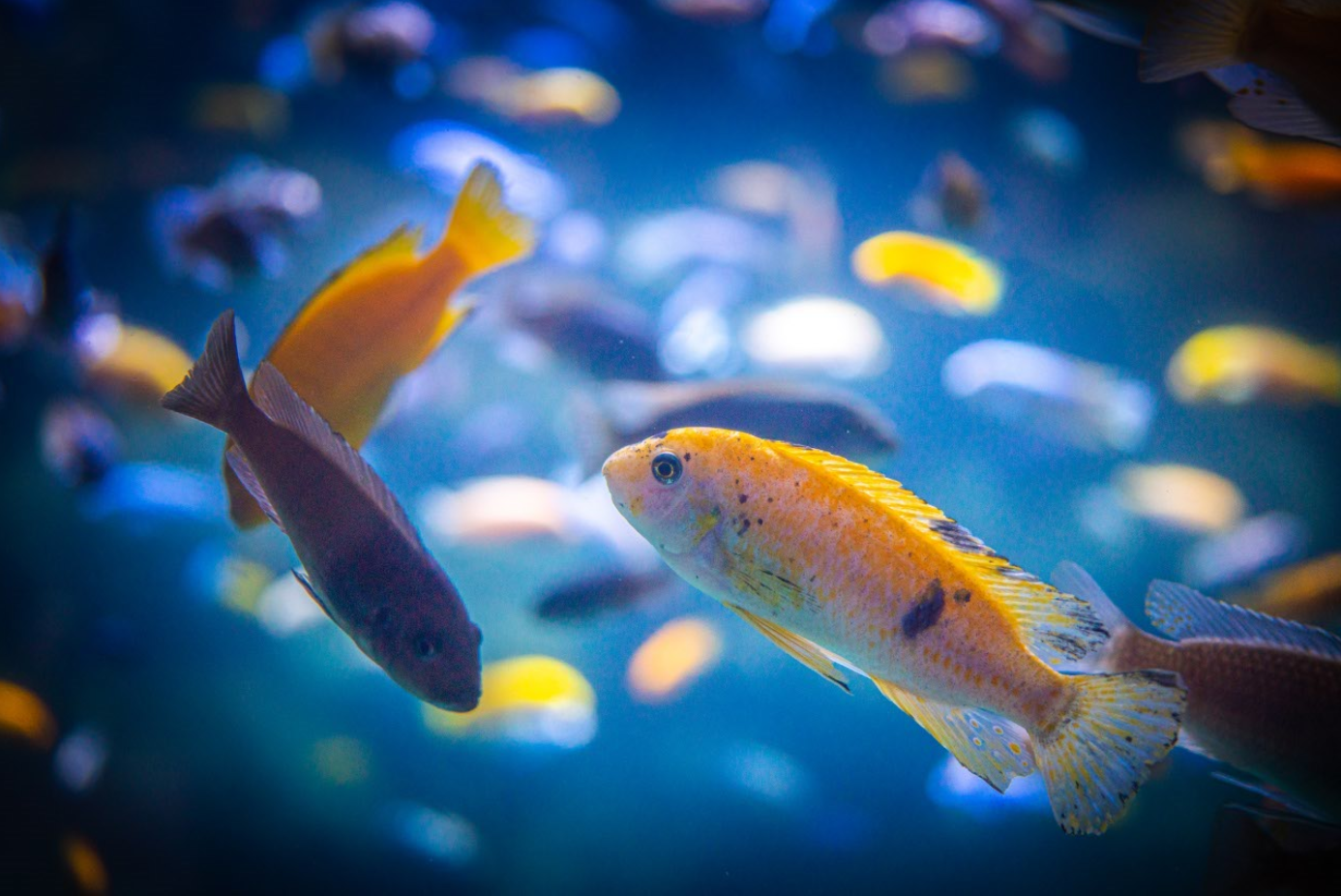 Malawi Cichlids species ID?