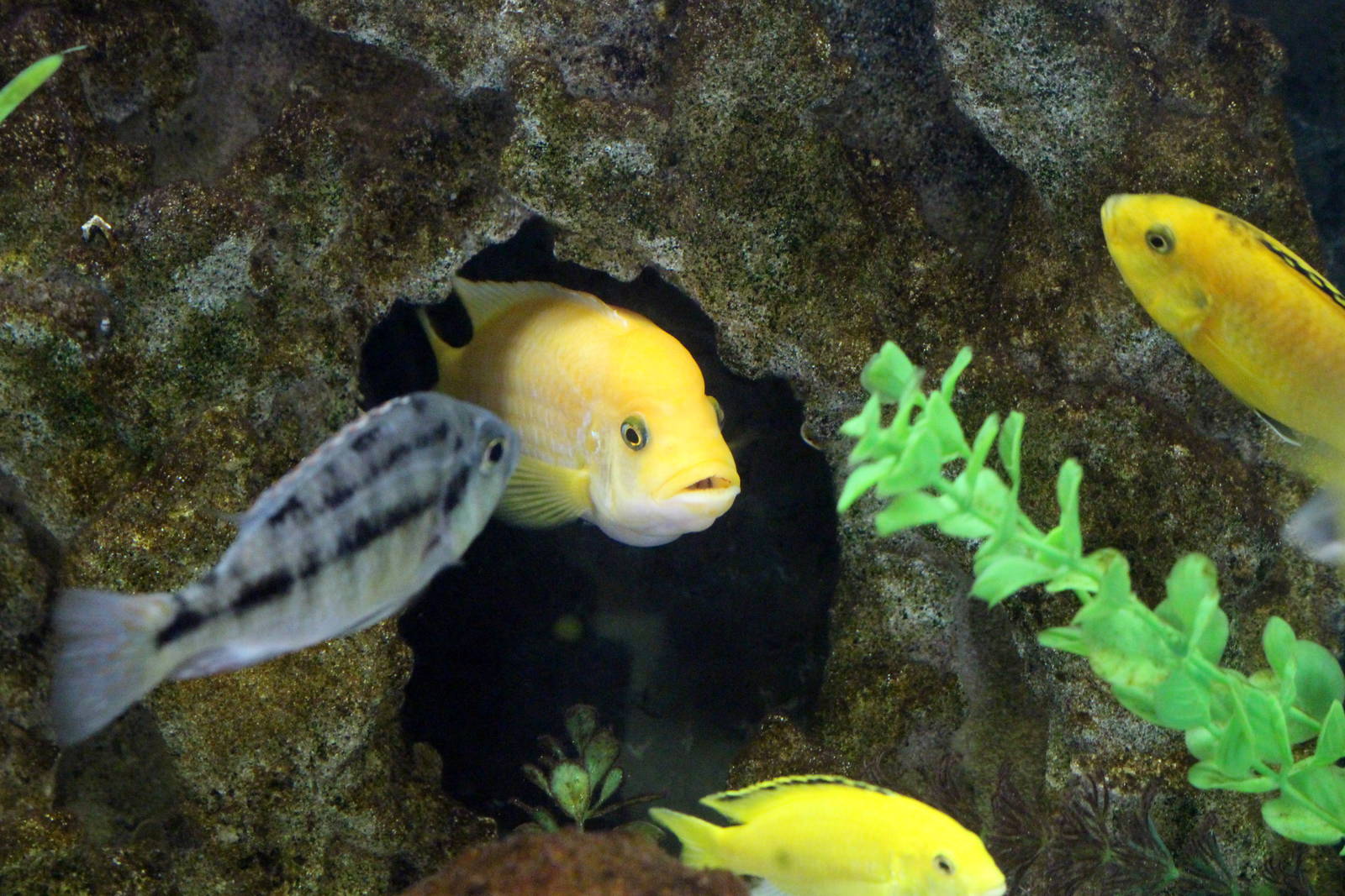 Malawi Cichlids