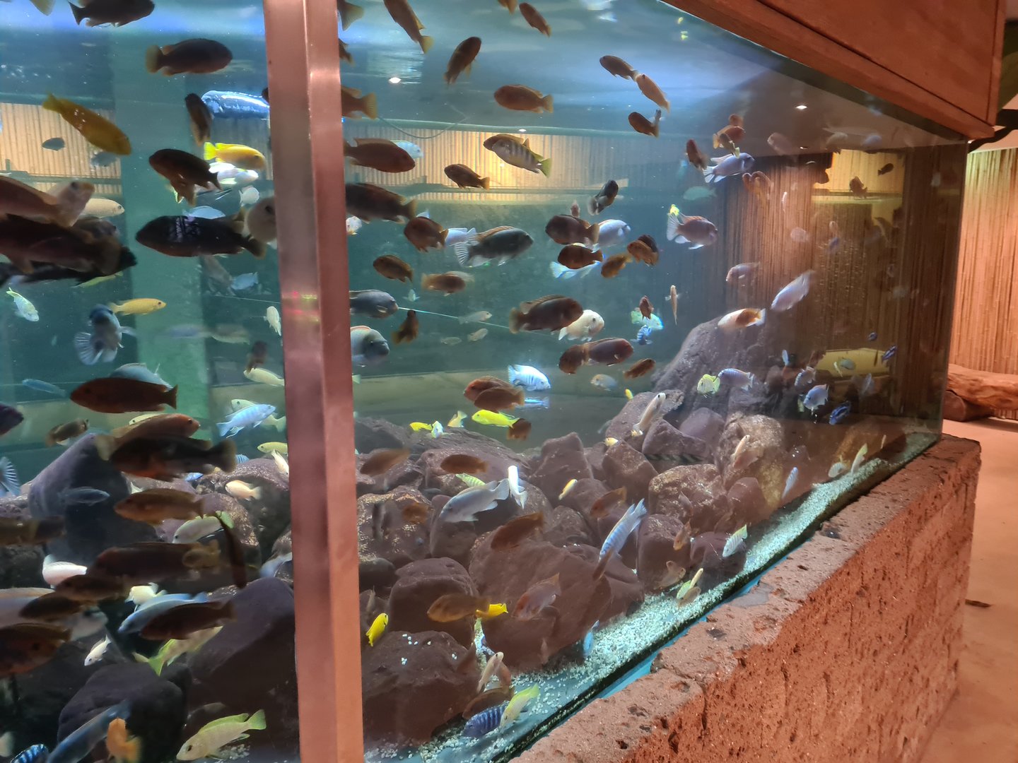 Malawi cichlids