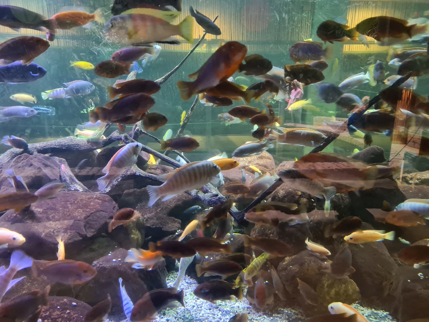Malawi cichlids