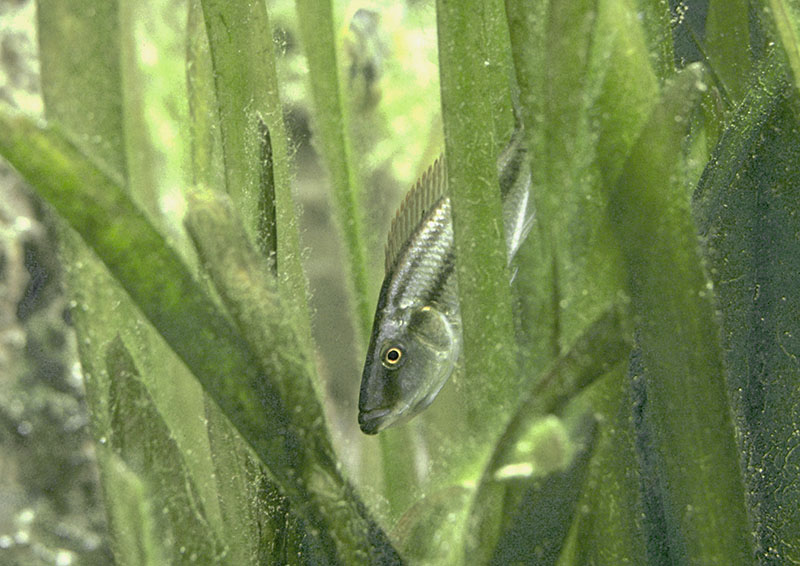 Malawi eyebiter ca 1990