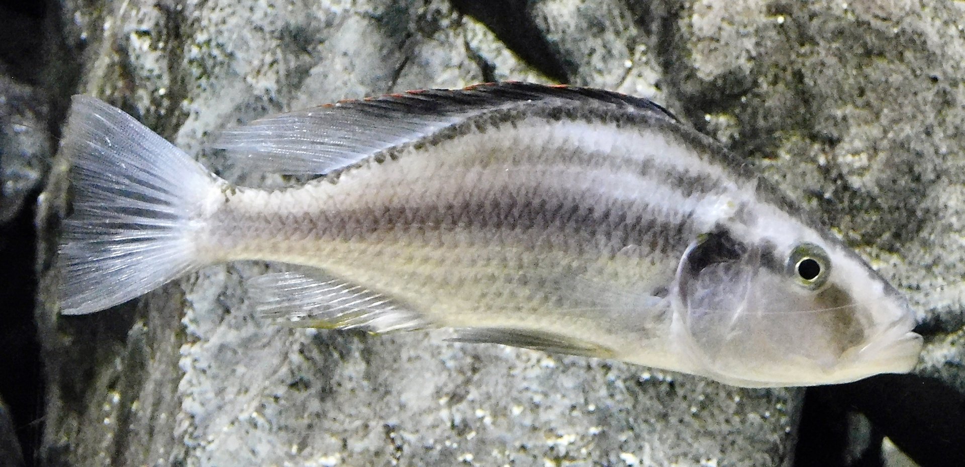 Malawi Eyebiter (Dimidiochromis compressiceps) - Kawasui Kawasaki Aquarium November 19, 2025