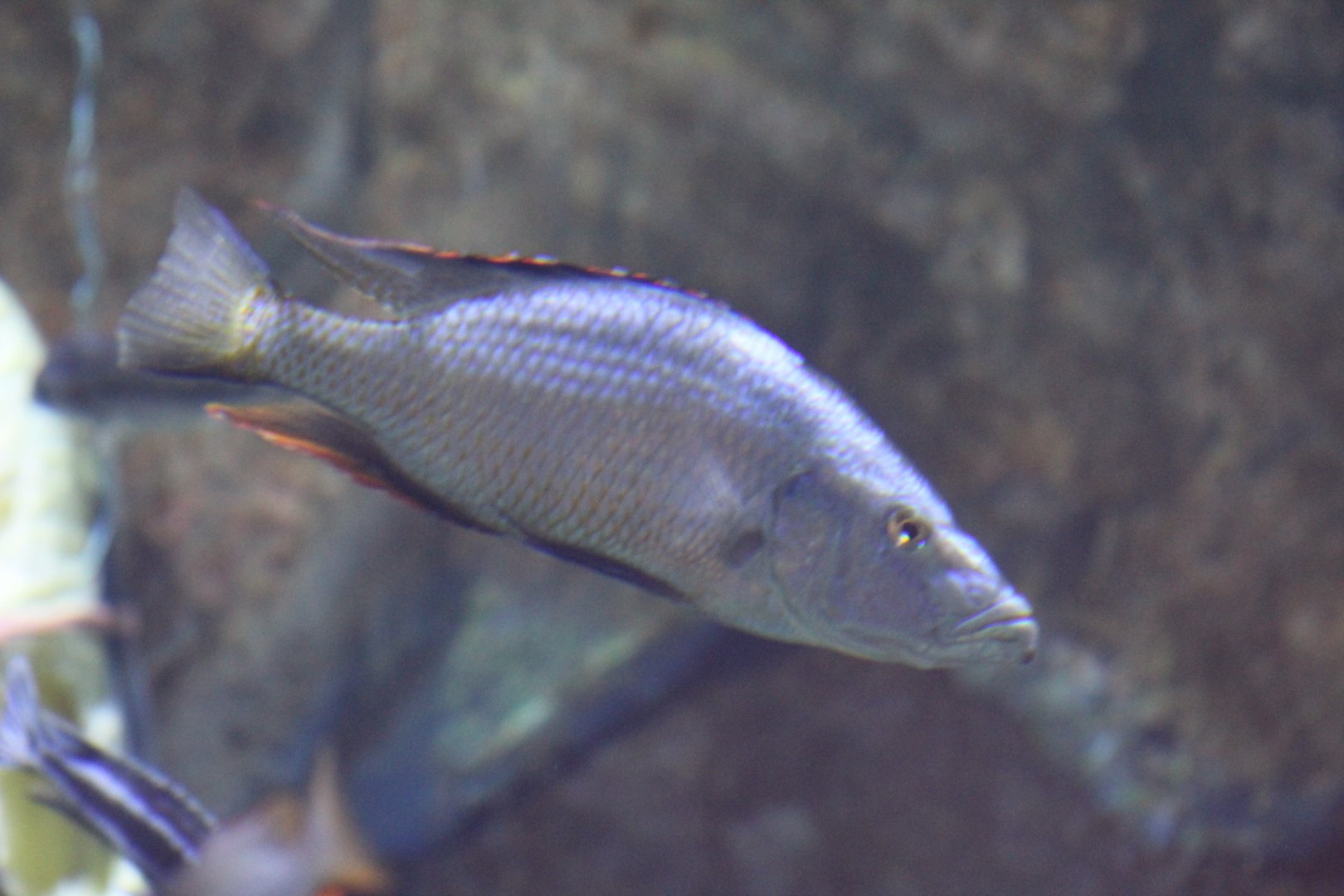Malawi Eyebiter (Dimidiochromis compressiceps)