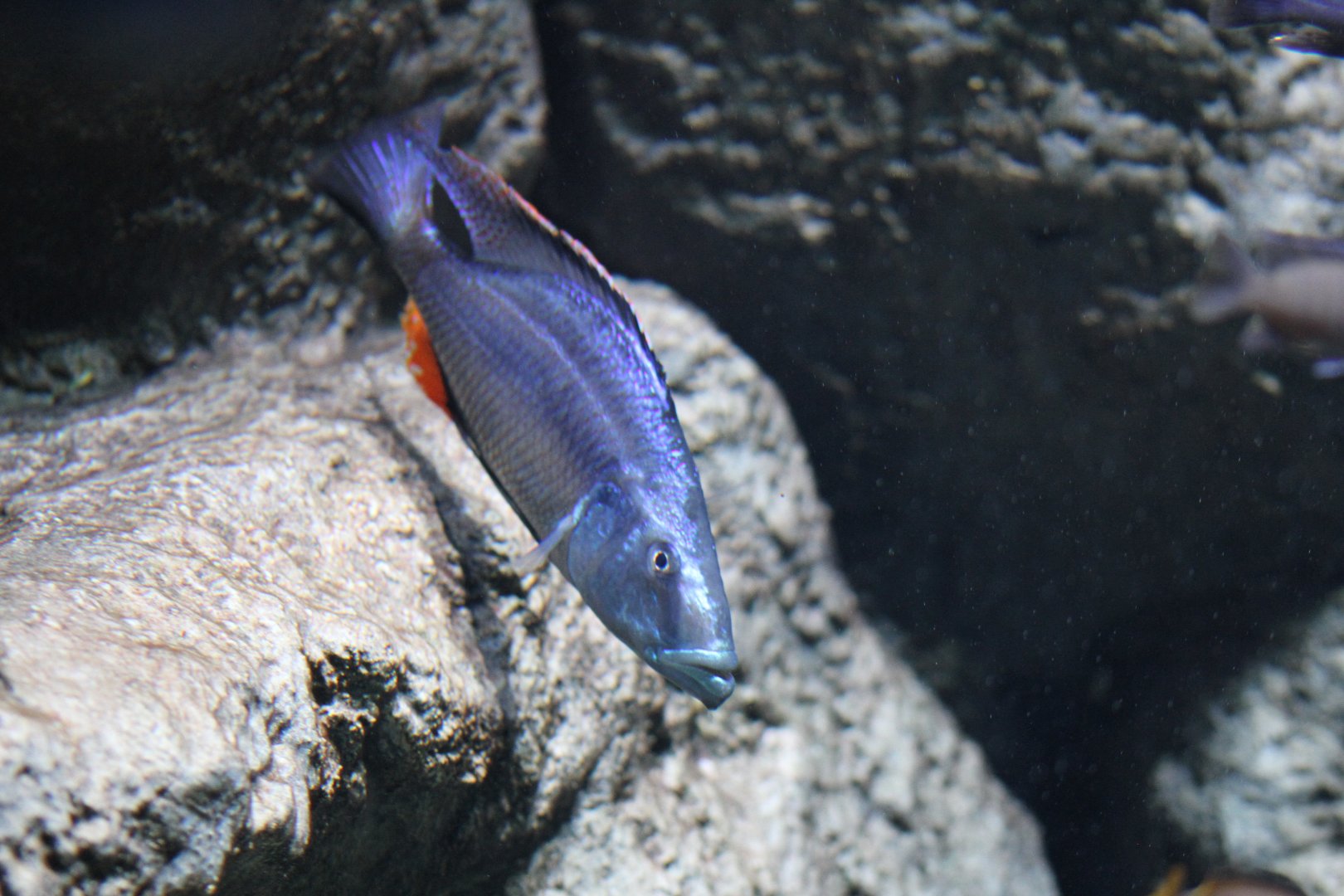 Malawi eyebiter (Dimidiochromis compressiceps)