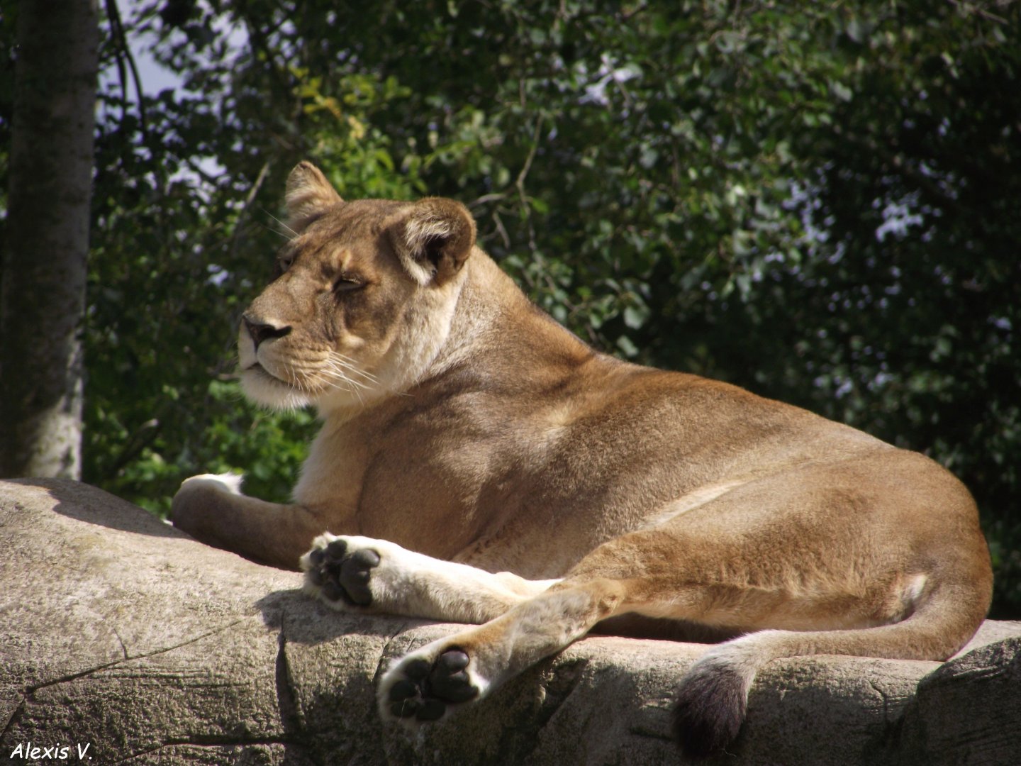 MALAWI, female South African Lion - Zooparc de Beauval - 13/07/2024