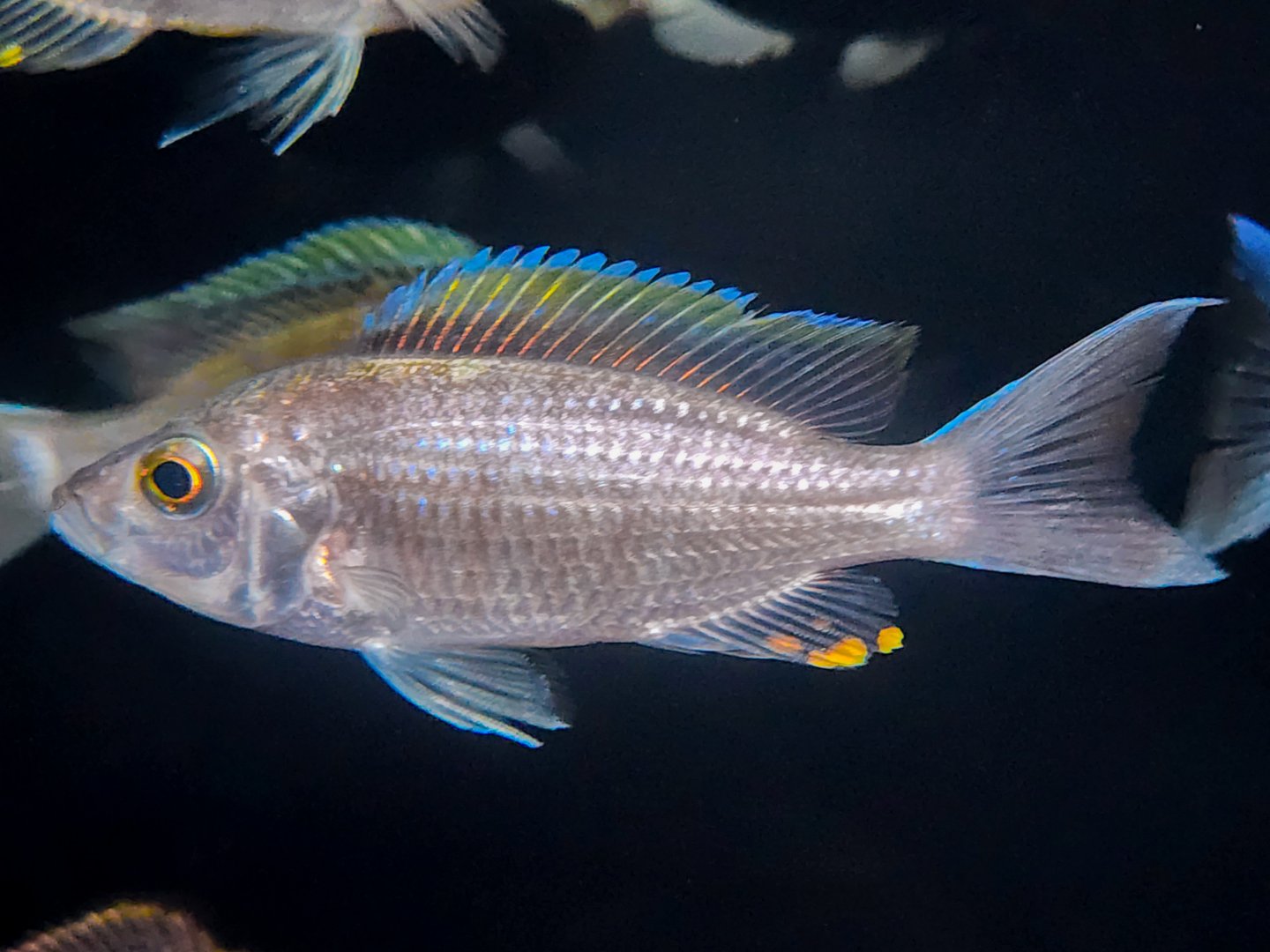 Malawi Firecrest (Copadichromis virginalis 'Firecrest')